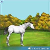 Horse Color:Blue Roan Splash Near Fewspot 
