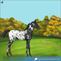 Horse Color:White Spotted Black Blanket 