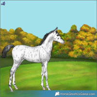 Horse Color:Blue Roan Near Leopard 