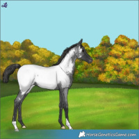 Horse Color:Blue Roan Snowcap