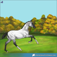 Horse Color:Blue Roan Snowcap