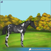 Horse Color:Black Tobiano Rabicano