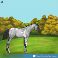 Horse Color:Blue Roan Tobiano 
