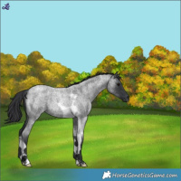 Horse Color:Blue Roan Tobiano Rabicano 