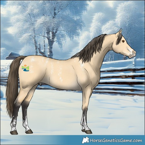 Horse Color:Powder White Buckskin Dun 