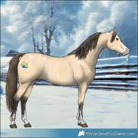 Horse Color:Powder White Buckskin Dun 