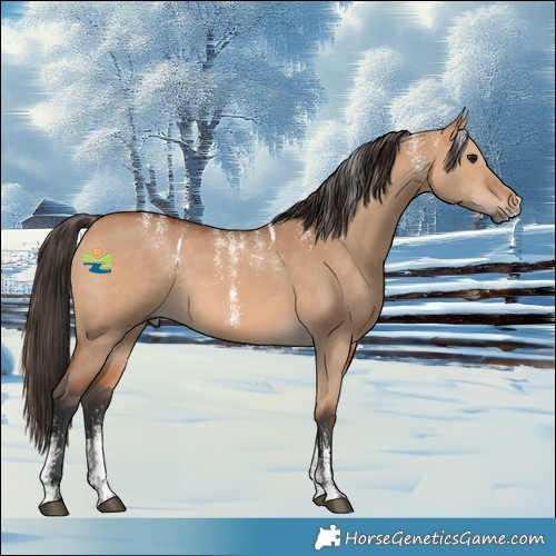Horse Color:Powder White Bay Dun Rabicano