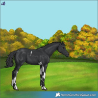 Horse Color:Black Tobiano