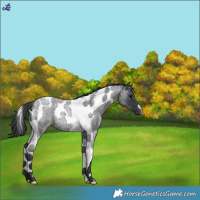 Horse Color:Blue Roan Tobiano Rabicano