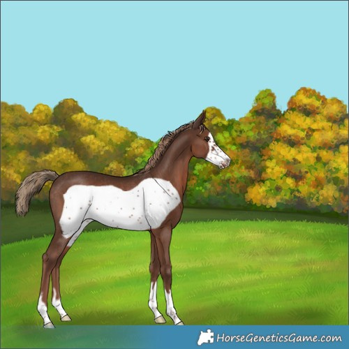 Horse Color:Liver Chestnut Frame Rabicano 