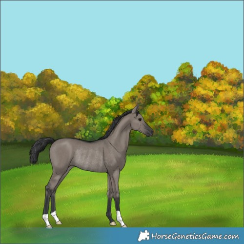 Horse Color:Grullo Rabicano 