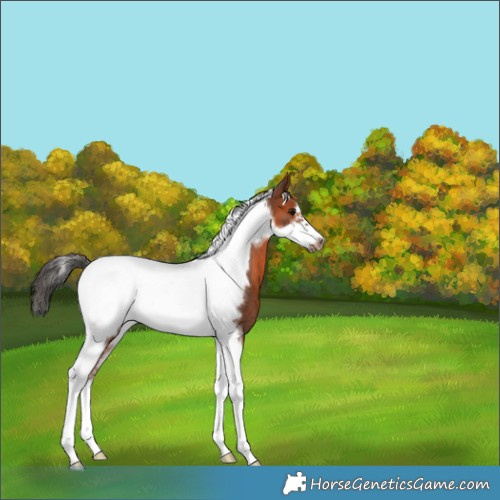 Horse Color:Bay Tobiano Frame Rabicano 