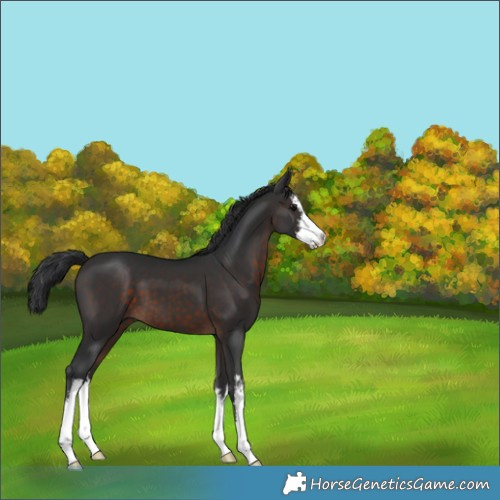 Horse Color:White Spotted Brown 
