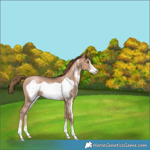 Horse Color:Liver Chestnut Pearl Sabino Frame 