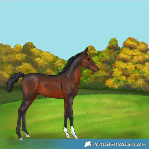 Horse Color:Brown 