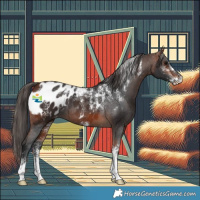 Horse Color:Powder White Bay Appaloosa 