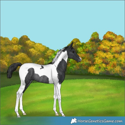Horse Color:Black Tobiano Appaloosa Rabicano 