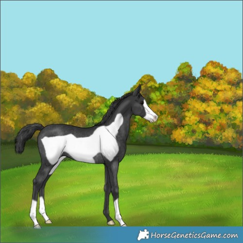 Horse Color:Black Frame Rabicano 