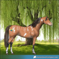 Horse Color:Powder White White Spotted Bay 