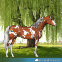 Horse Color:White Spotted Silver Bay 