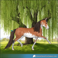 Horse Color:White Spotted Bay 