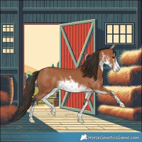 Horse Color:White Spotted Bay 
