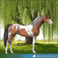 Horse Color:Powder White Bay Tobiano 