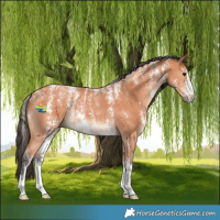 Horse Color:Powder White Bay Sabino