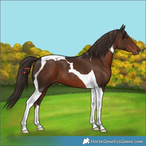 Horse Color:Liver Chestnut Tobiano 