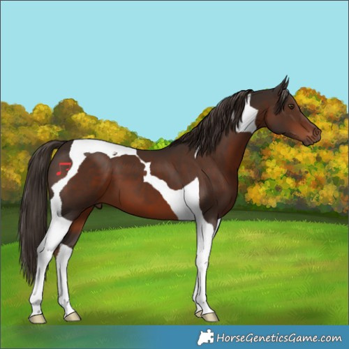 Horse Color:Liver Chestnut Tobiano