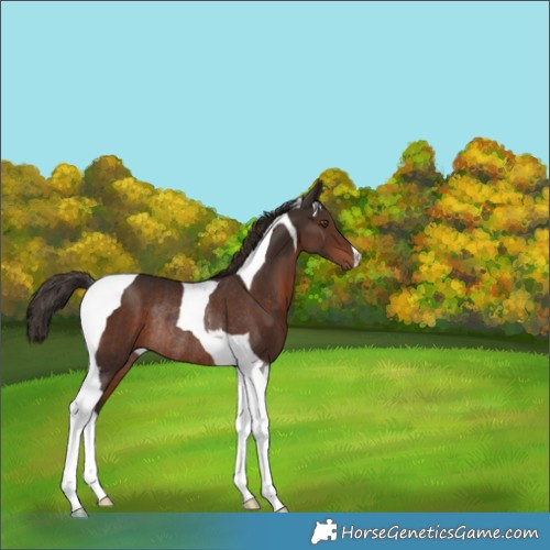 Horse Color:Liver Chestnut Tobiano Rabicano 