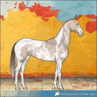 Horse Color:Amber Champagne Sabino Tobiano Appaloosa