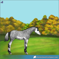 Horse Color:Blue Roan Splash 