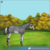 Horse Color:Blue Roan Splash