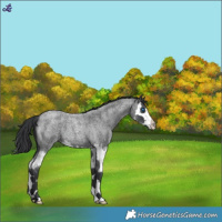 Horse Color:Blue Roan Splash 