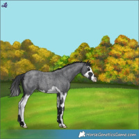 Horse Color:Blue Roan Splash 