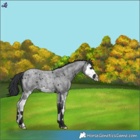Horse Color:Blue Roan Splash 