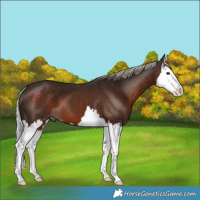 Horse Color:Silver Brown Splash