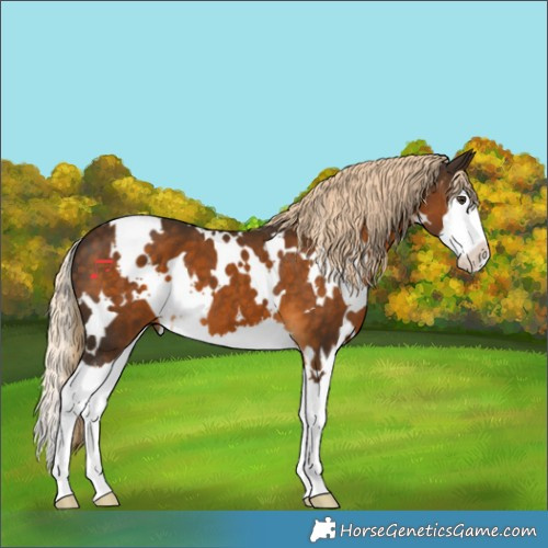 Horse Color:White Spotted Chocolate Palomino Splash