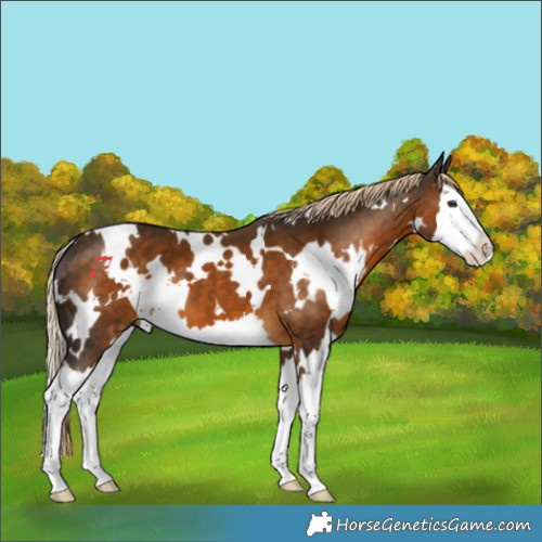 Horse Color:White Spotted Chocolate Palomino Splash 