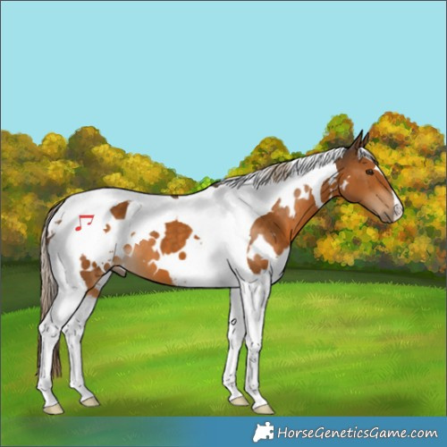 Horse Color:White Spotted Chocolate Palomino Tobiano 