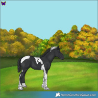 Horse Color:Black Tobiano 