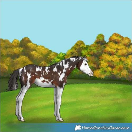 Horse Color:White Spotted Liver Chestnut Splash 