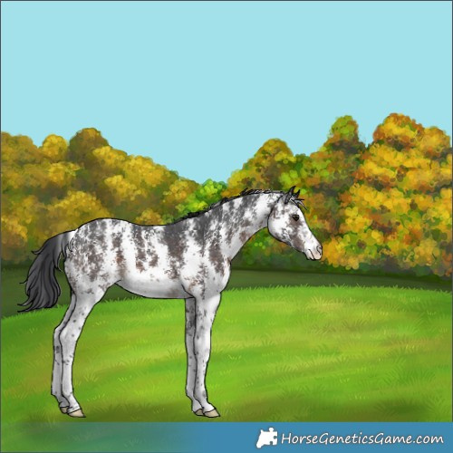 Horse Color:Brown Sabino