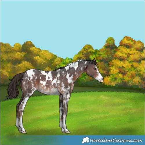 Horse Color:White Spotted Liver Chestnut Sabino 