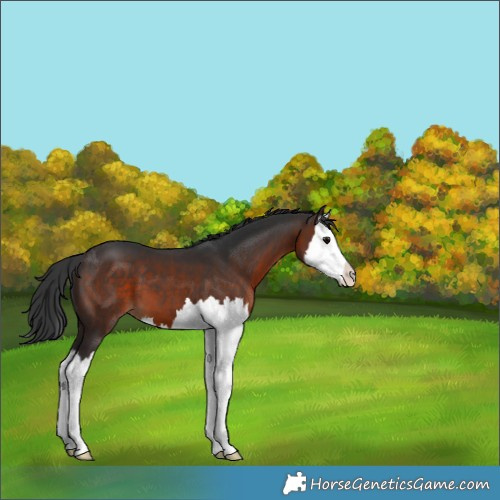 Horse Color:Brown Splash 