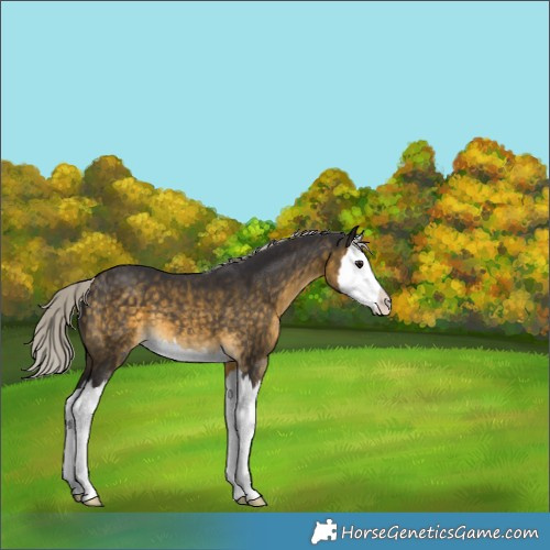 Horse Color:Silver Buckskin Splash 