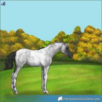 Horse Color:Blue Roan Tobiano 