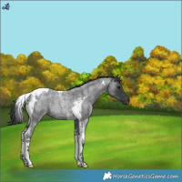 Horse Color:Blue Roan Tobiano 