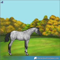 Horse Color:Blue Roan Tobiano